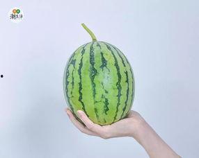 请学员吃瓜,学员欢聚一堂，共享美味时光