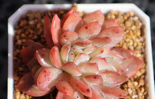 橙子和全明星多肉,橙子与多肉植物的梦幻融合