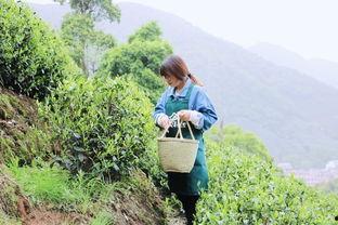 茶农小景头条号