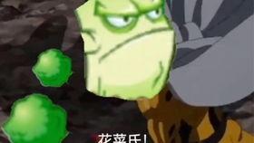 植物卡包爆料视频,探秘自然界的神奇力量