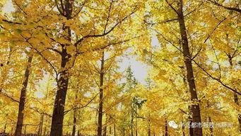 胶州网红林场图片大全,绿意盎然，生态画卷中的网红打卡地