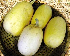 鱼翅瓜的叶子怎么吃,鱼翅瓜叶的多样食用方法探索