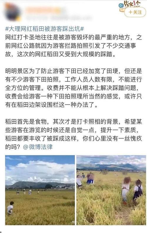 云南大理网红电子琴谱