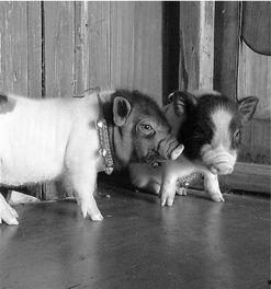 吃哈密瓜的小香猪,甜蜜滋味中的欢乐时光