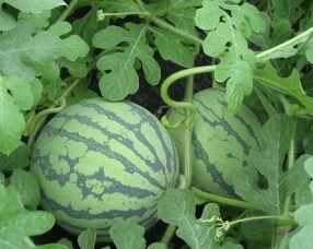 孕妇可以吃地雷瓜,地雷瓜，孕妇的滋补佳品