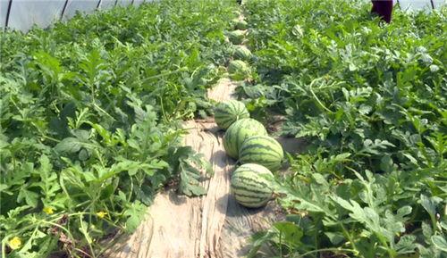 邢台最新吃瓜事件视频,视频揭秘惊人真相