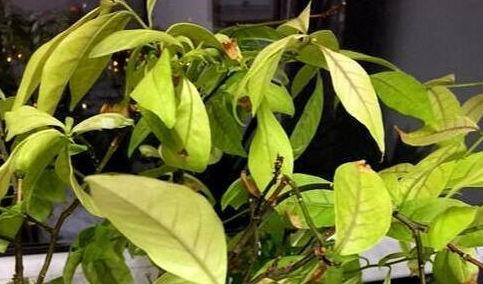 专吃瓜叶黄甲虫怎么治,高效治理策略全解析