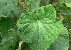 什么瓜的叶子可以吃,揭秘可食用叶子的神奇瓜类