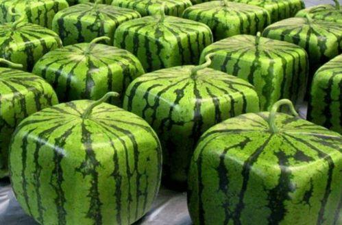 吃瓜吃成瓜中人